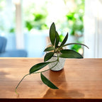 Hoya anncajanoae - flori parfumate