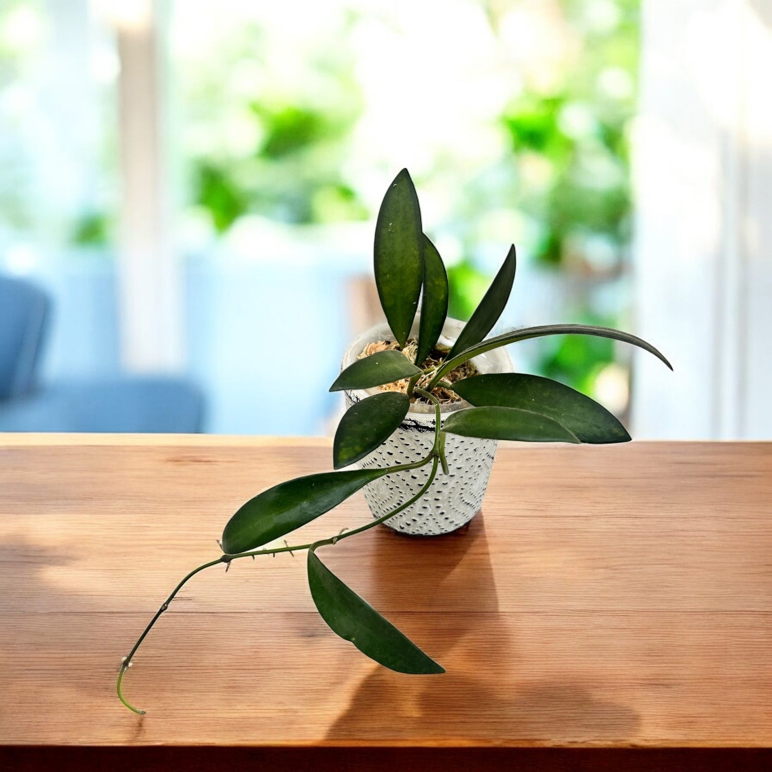 Hoya anncajanoae - flori parfumate