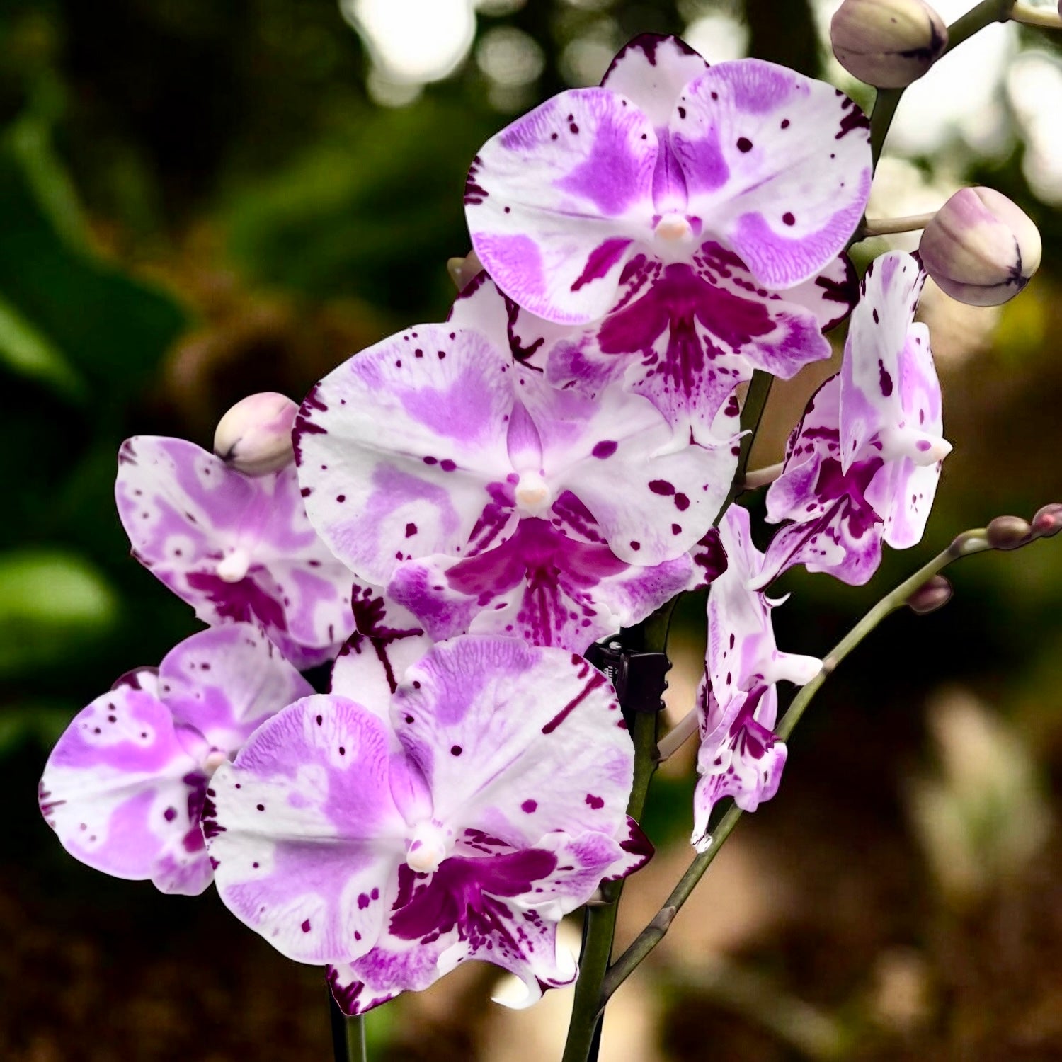 Phalaenopsis Fuller's Master ‘350’ (Fantasy Script) - grande labbro