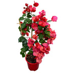 Bougainvillea 'Dania Red' (rosu-ciclam) - Floarea de hartie D17
