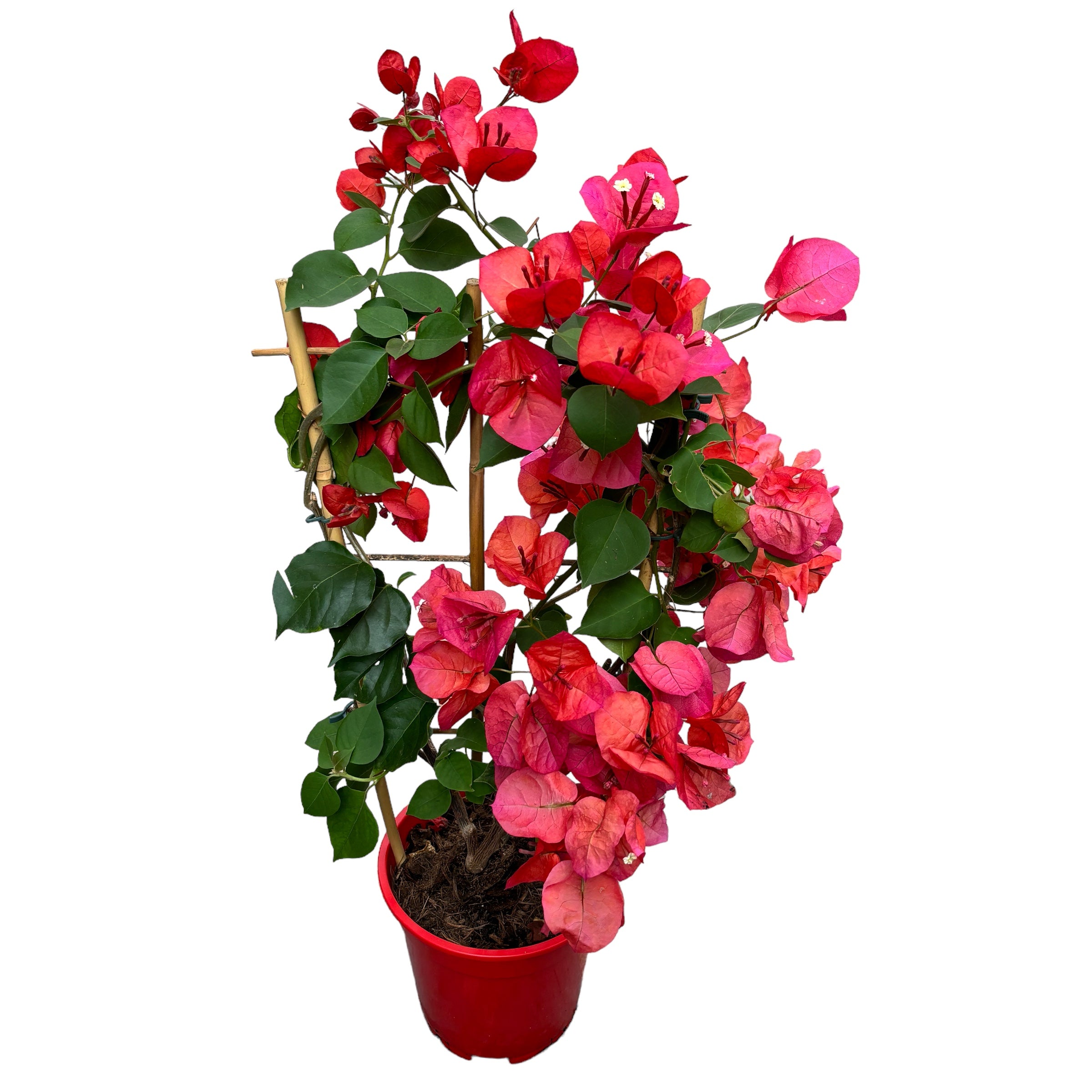 Bougainvillea 'Dania Red' (rosu-ciclam) - Floarea de hartie D17