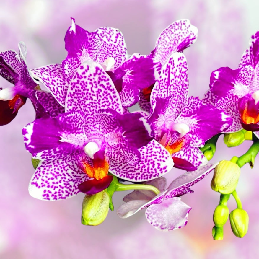 Phalaenopsis Hualien Pink Galaxy '272' (pelorikus) - illatos virágok