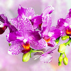 Phalaenopsis Hualien Pink Galaxy '272' (πελωρική) - αρωματικά λουλούδια