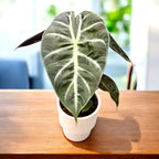 Alocasia baginda 'Pink Dragon'