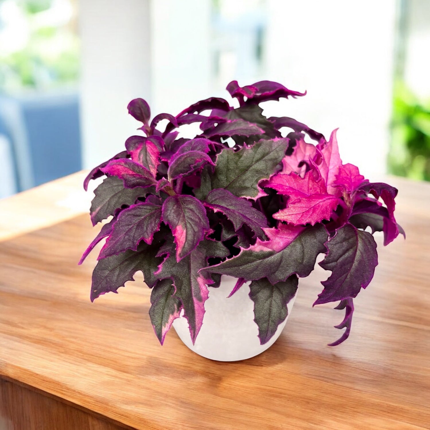 Gynura aurantiaca 'Variegata' D7 (2-3 plante/ghiveci)