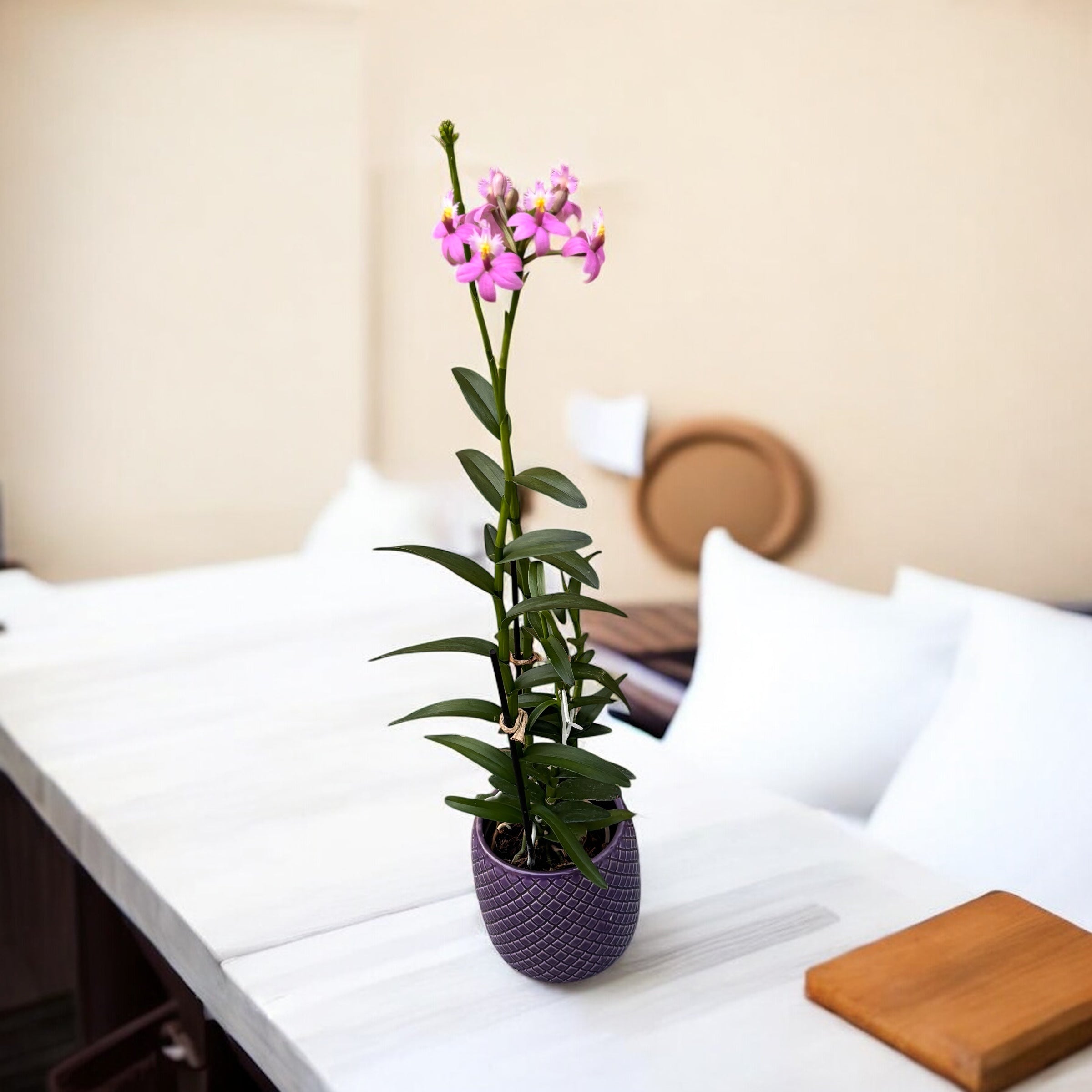 Epidendrum radicans 'Mörkrosa'