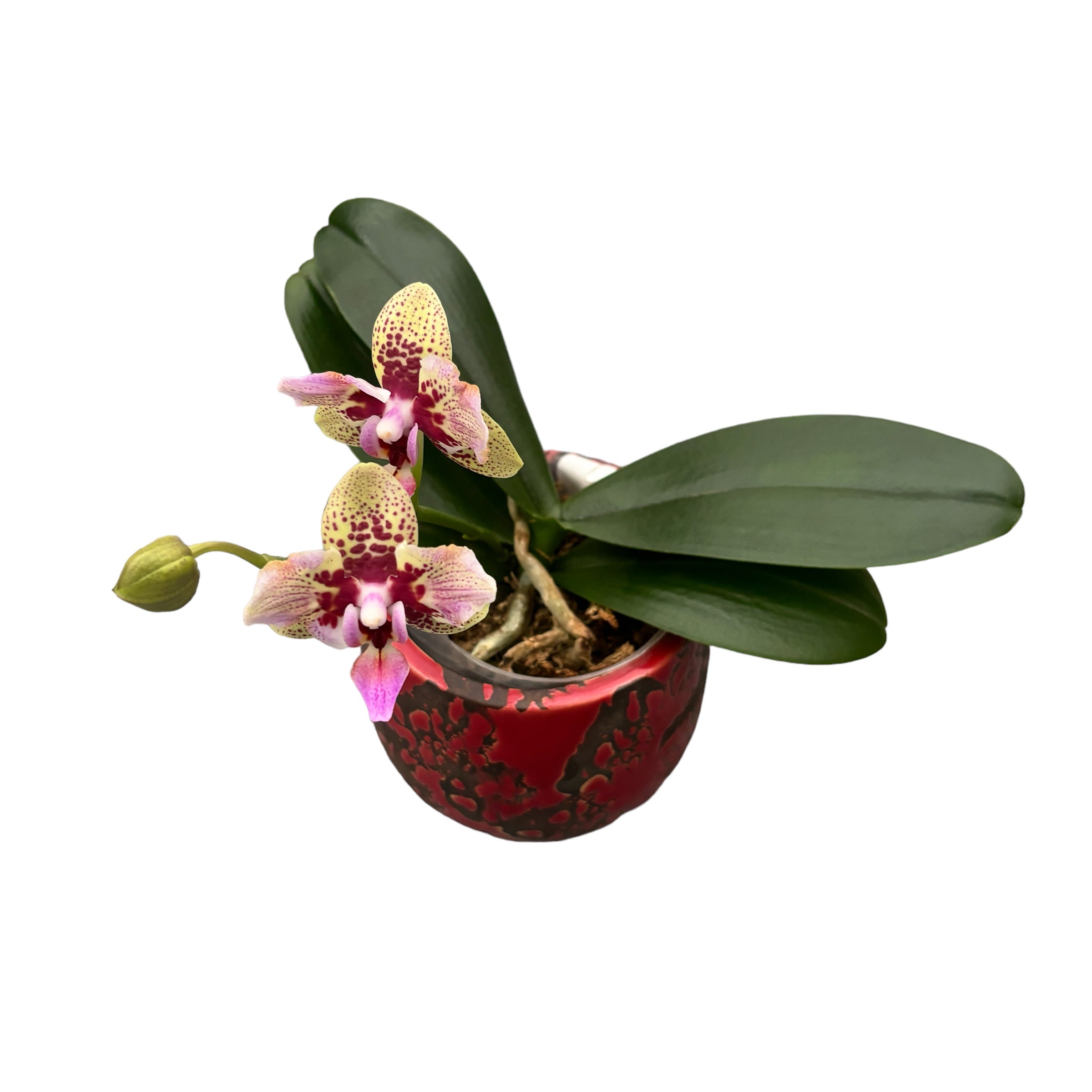 Phalaenopsis Lucky Leopard (pelorična)