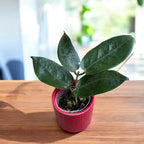 Hoya inflata – gelbe duftende Blüten wie gewachste Glöckchen