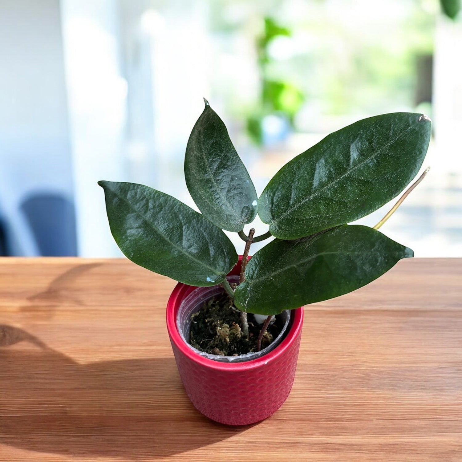 Hoya inflata – flori galbene parfumate ca niste clopotei cerati