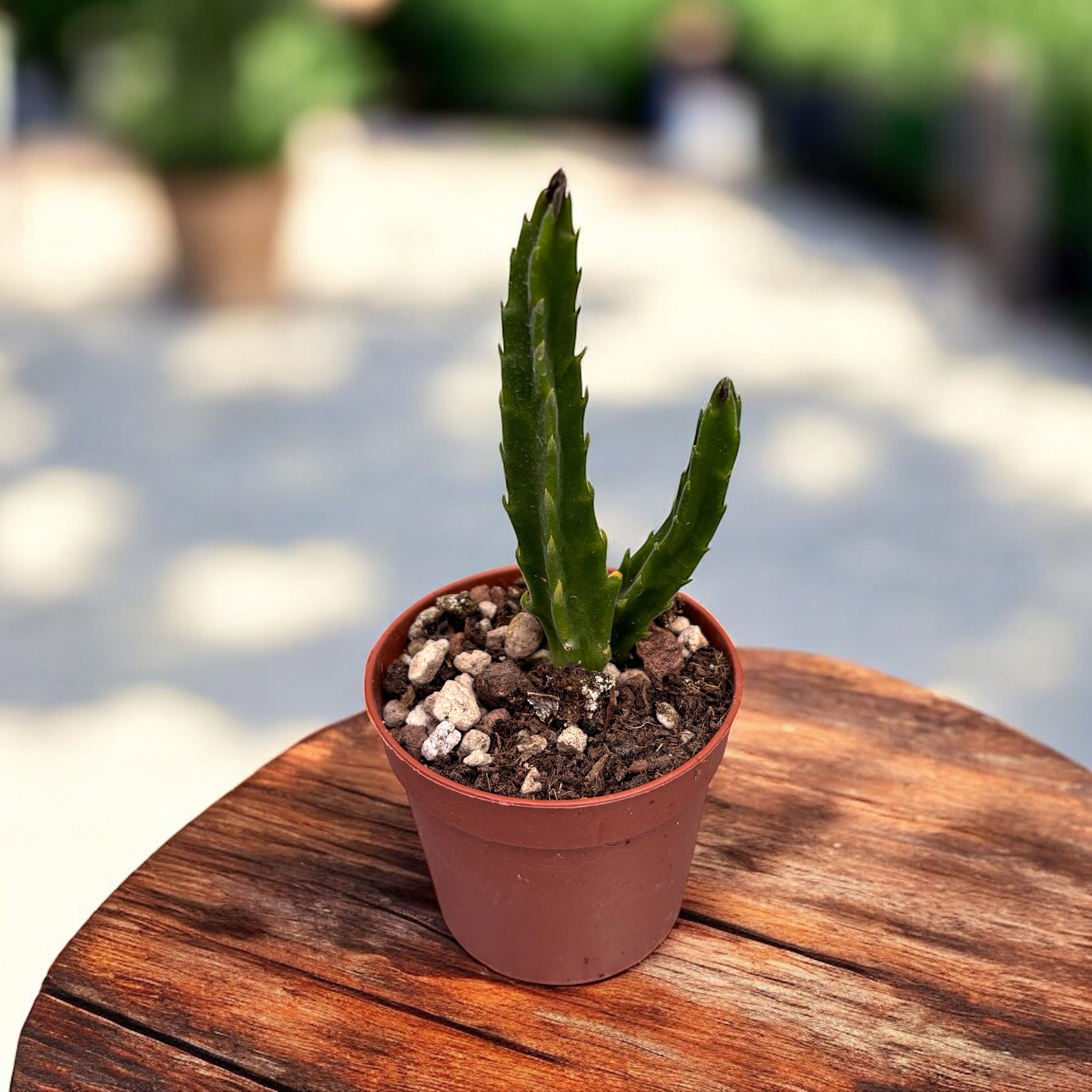 Stapelia Hirsuta (Steaua serifului)