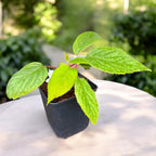 Kiwi - Actinidia deliciosa 'Jenny' D9 - resistente a las heladas y autofértil