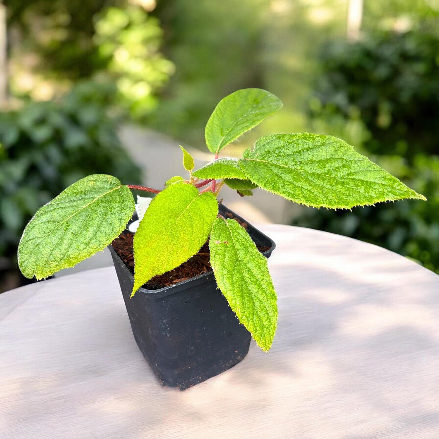 Kiwi - Actinidia deliciosa 'Jenny' D9 - resistente a las heladas y autofértil