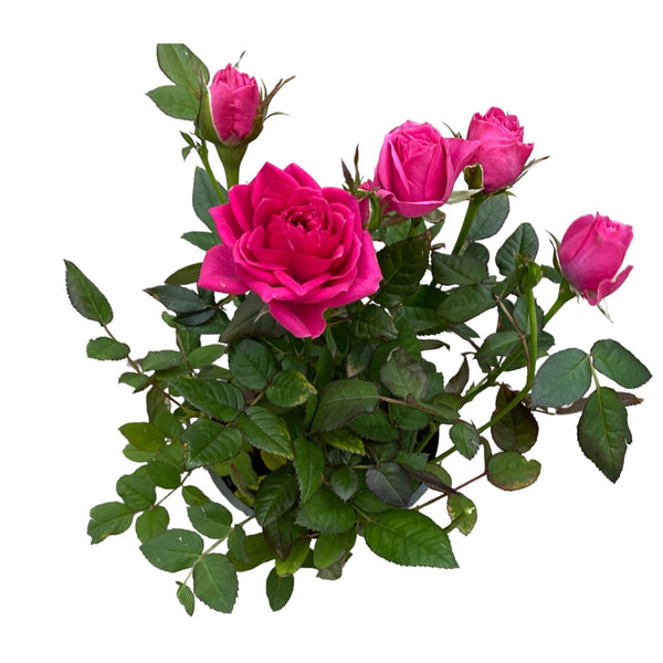 Trandafiri Rosa Lotz Of Purple