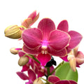 Phalaenopsis Třešeň