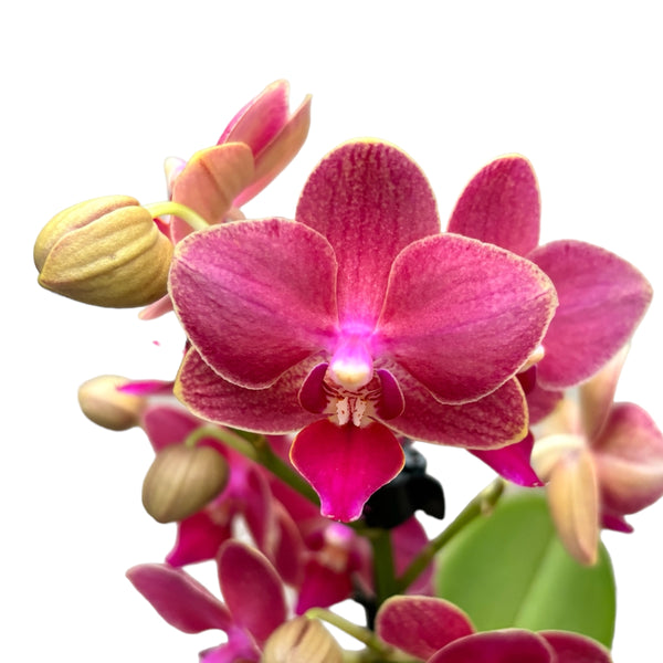 Phalaenopsis Cherry