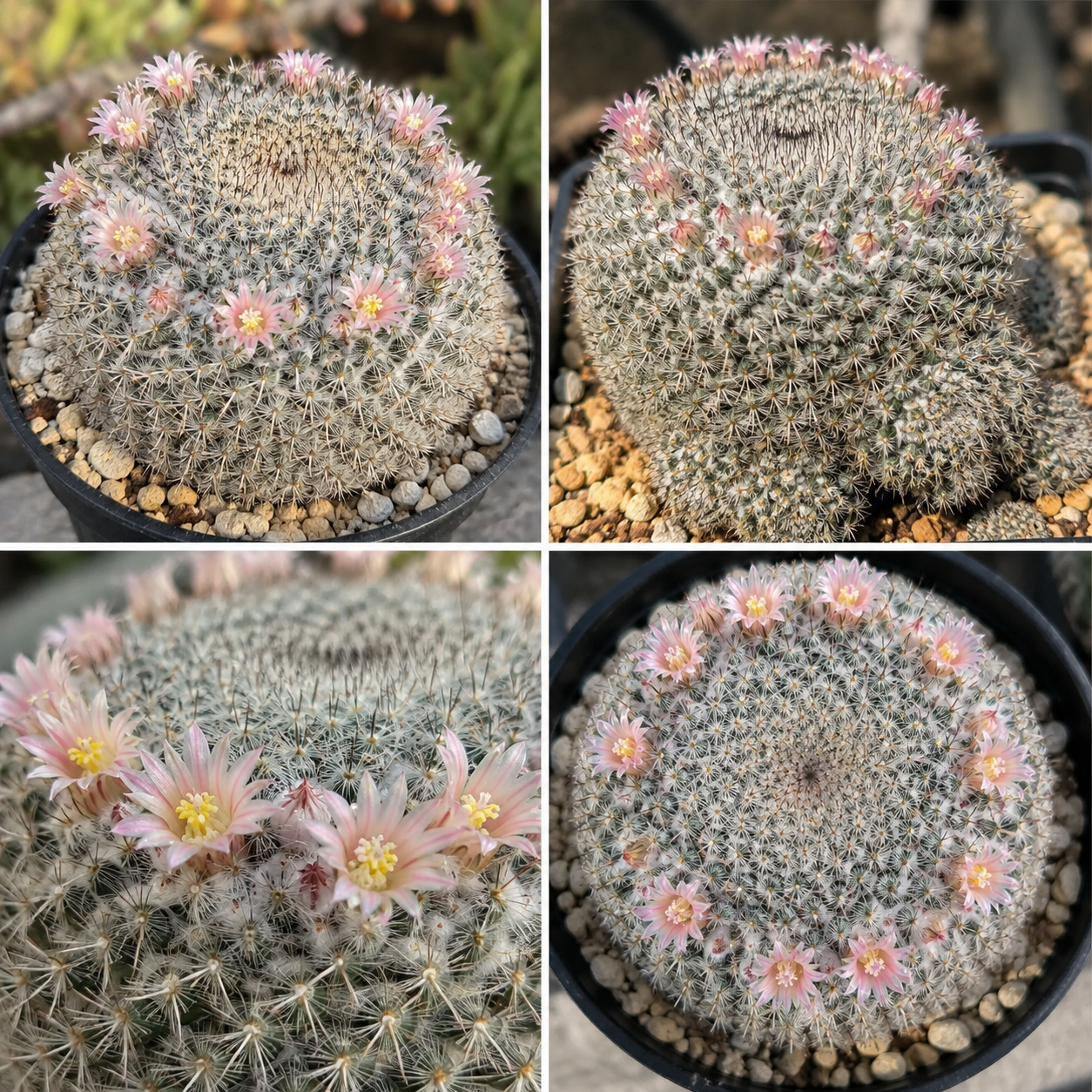 Mammillaria parkinsonii - cactus occhio di gufo, cactus messicano con spine bianche