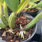 Myrmecophila tibicinis (Schomburgkia tibicinis)