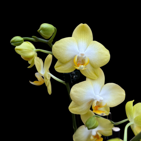 Phalaenopsis Sunny Shore