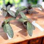 Phalaenopsis Cellinde (lindenii × celebensis)