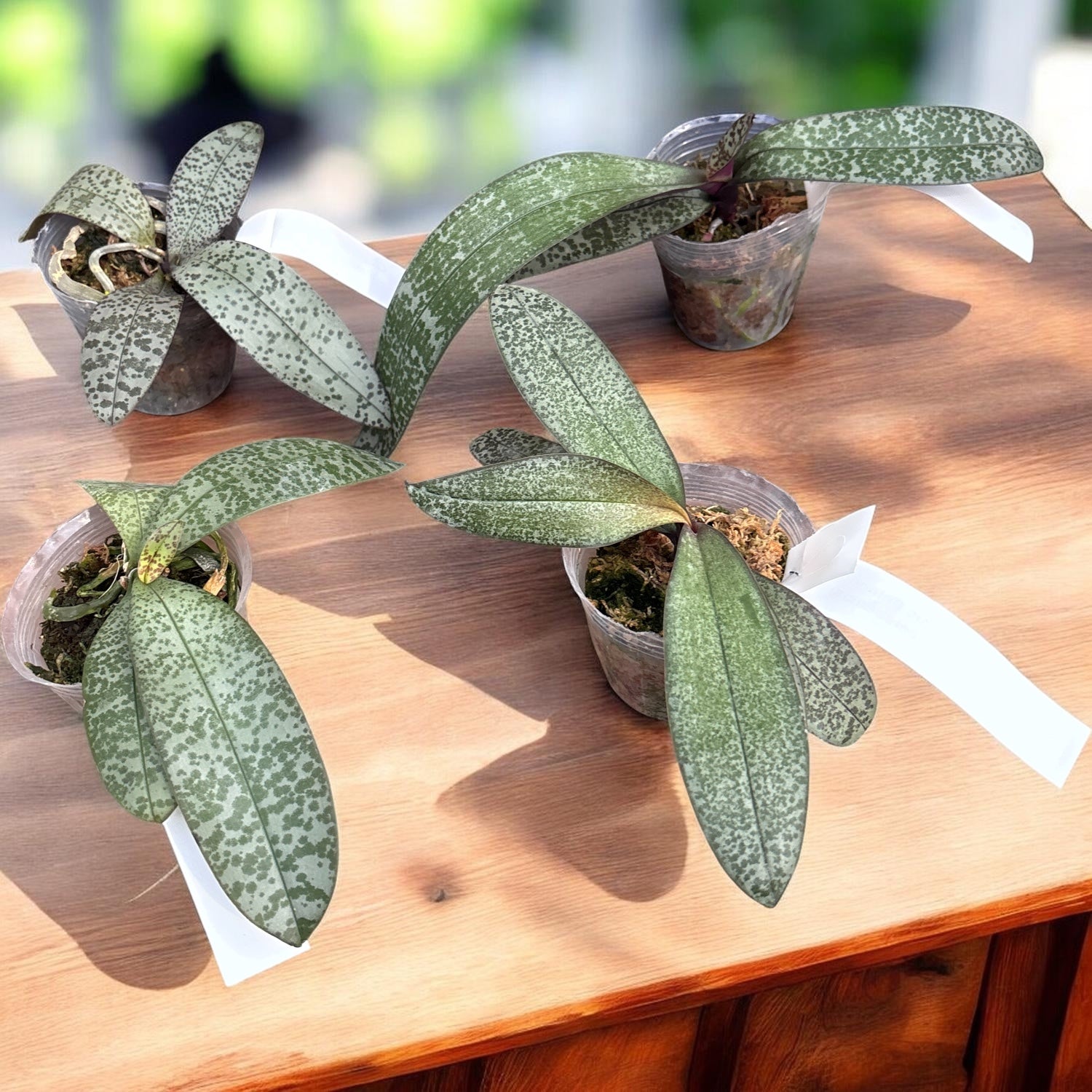 Phalaenopsis Cellinde (lindenii × celebensis)