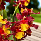 Oncostele Firecat 'Harmony'