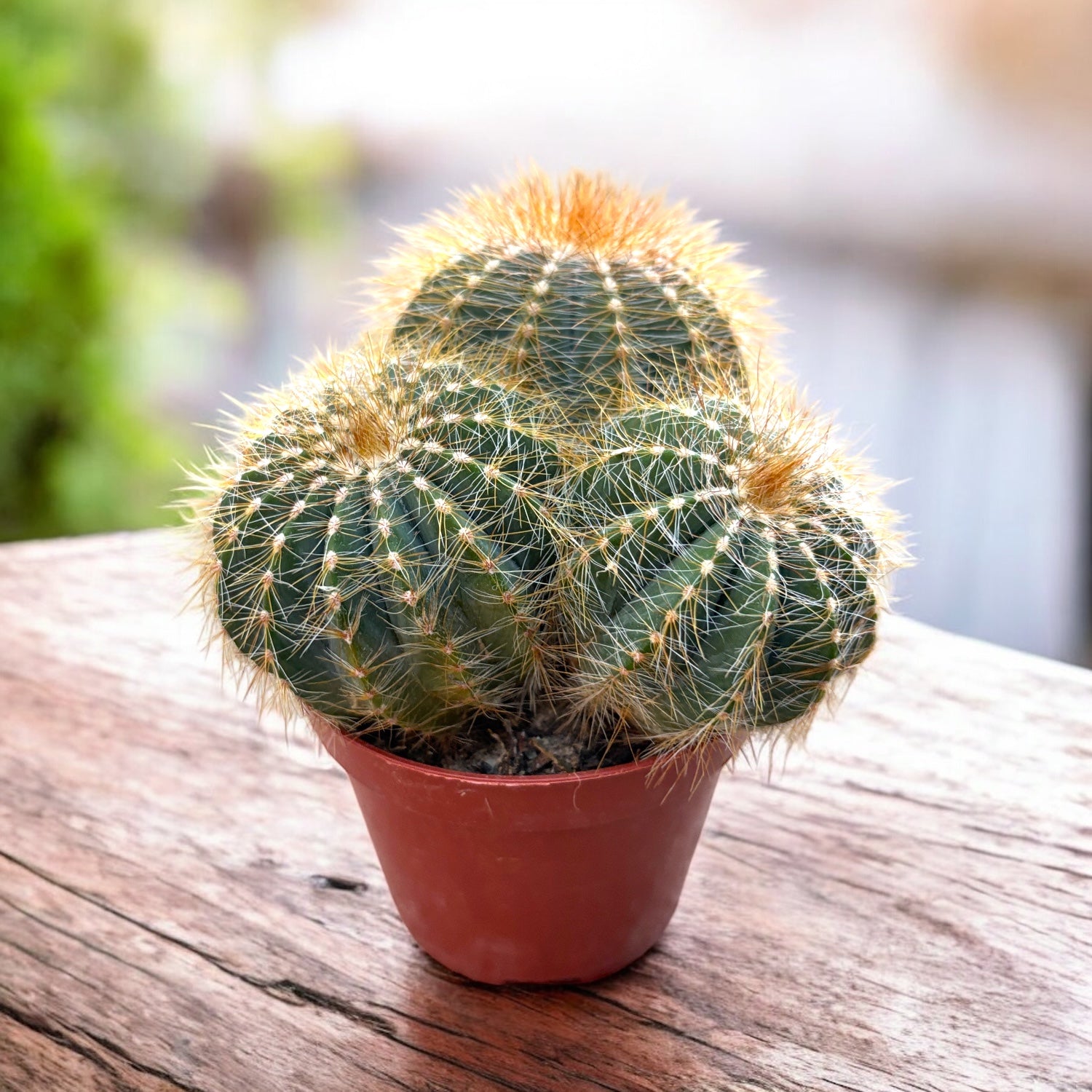 Notocactus magnificus (Eriocactus magnificus, Parodia magnifica)
