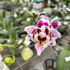 Phalaenopsis Miki Violet Butterfly