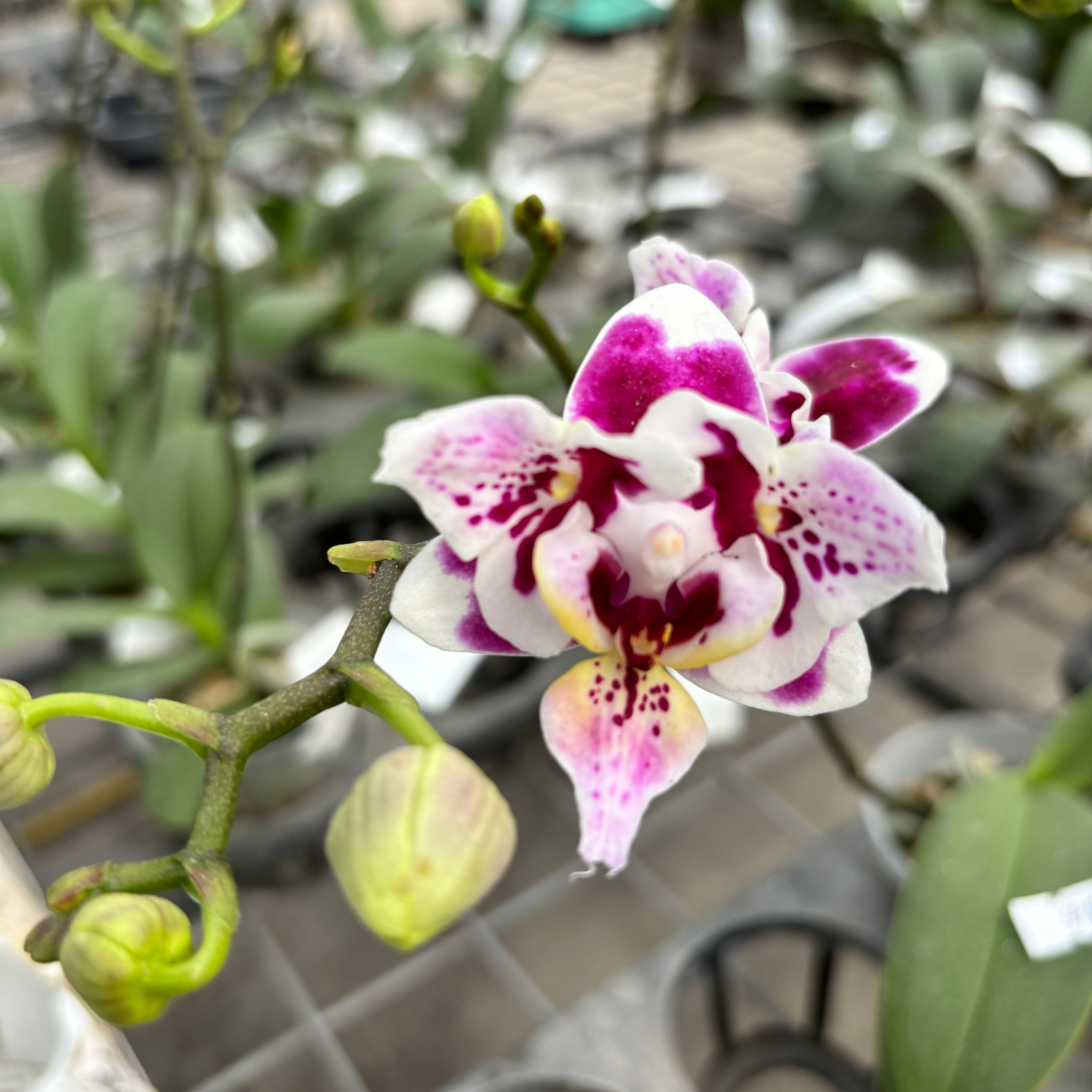 Phalaenopsis Miki Violet Butterfly