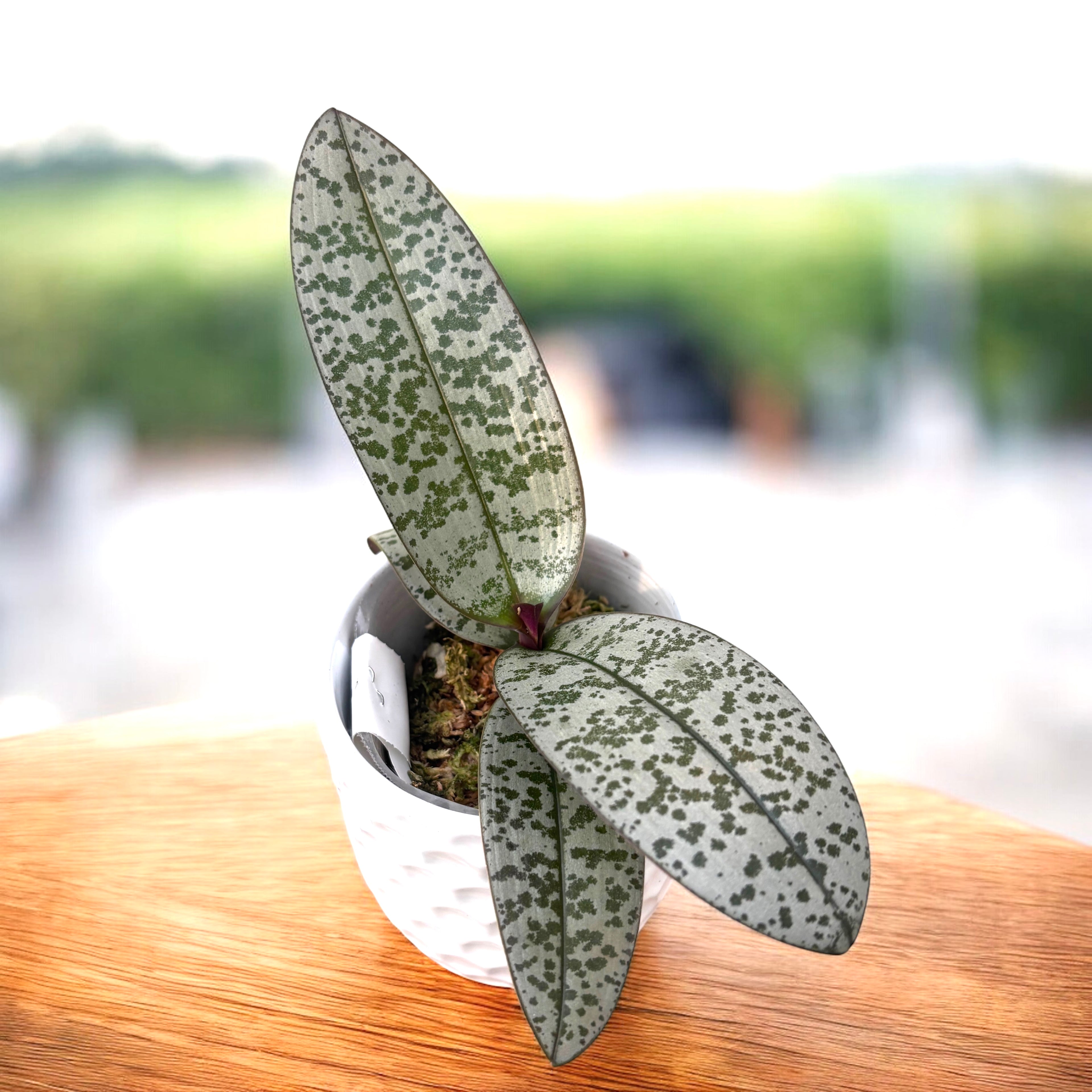 Phalaenopsis schilleriana (silver leaves)- flori parfumate