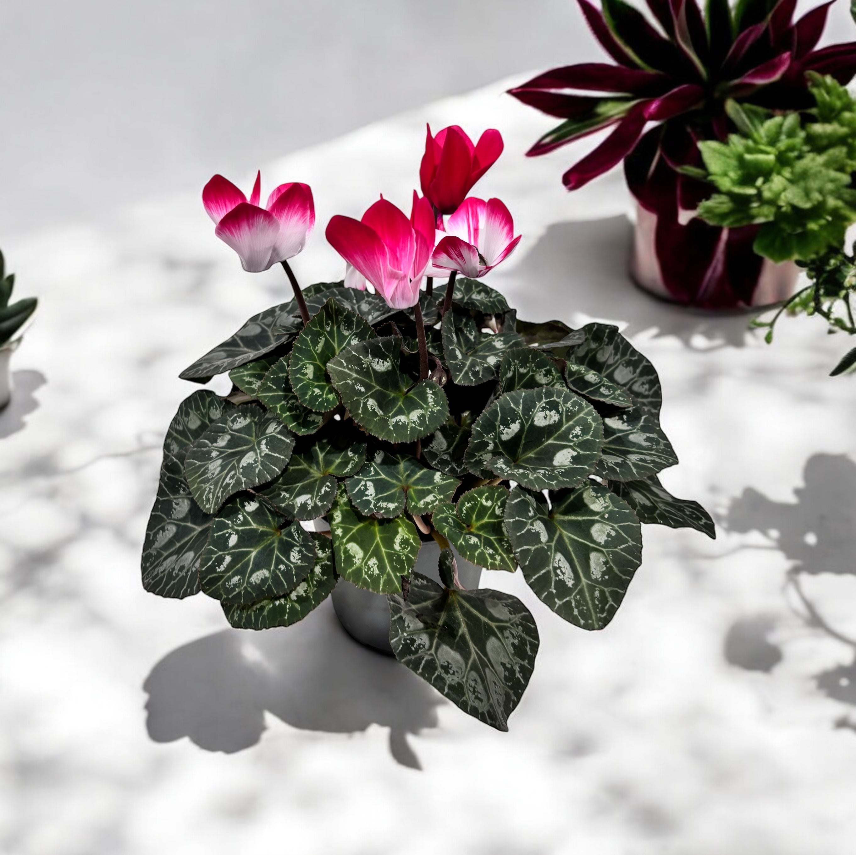 Cyclamen Indiaka