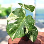 Monstera variegata 'Thai Constellation' D12