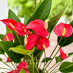 Anthurium « Million Flowers Red » - explosion de fleurs rouges tropicales