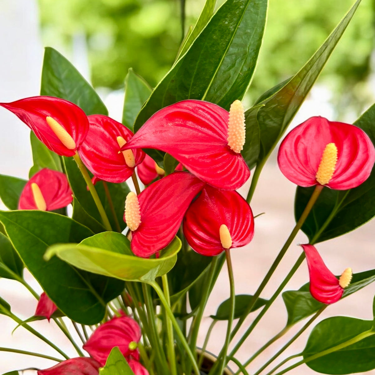 Anthurium ‘Million Flowers Red' - explozie de flori rosii tropicale