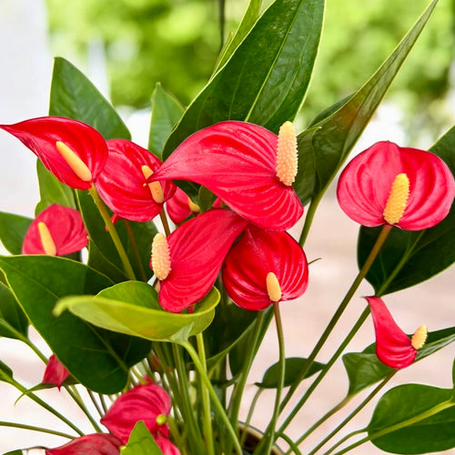 anthurium million Anthurium 'Million Flowers Red'