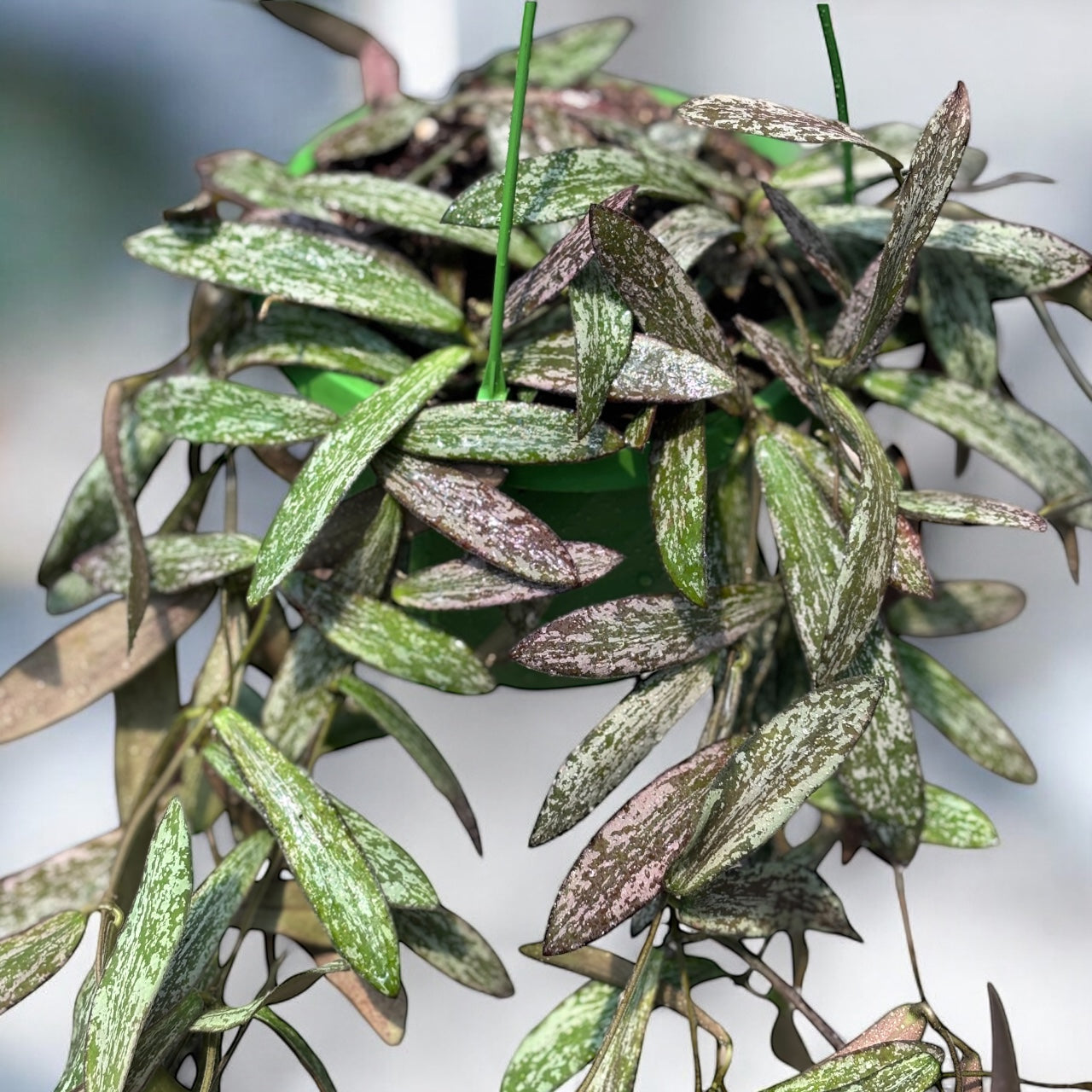 Hoya sigillatis - exemplare mari, liane lungi!