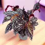 Begónia Maculata ‘Spotlight Dark’ (Pöttyös Begónia)