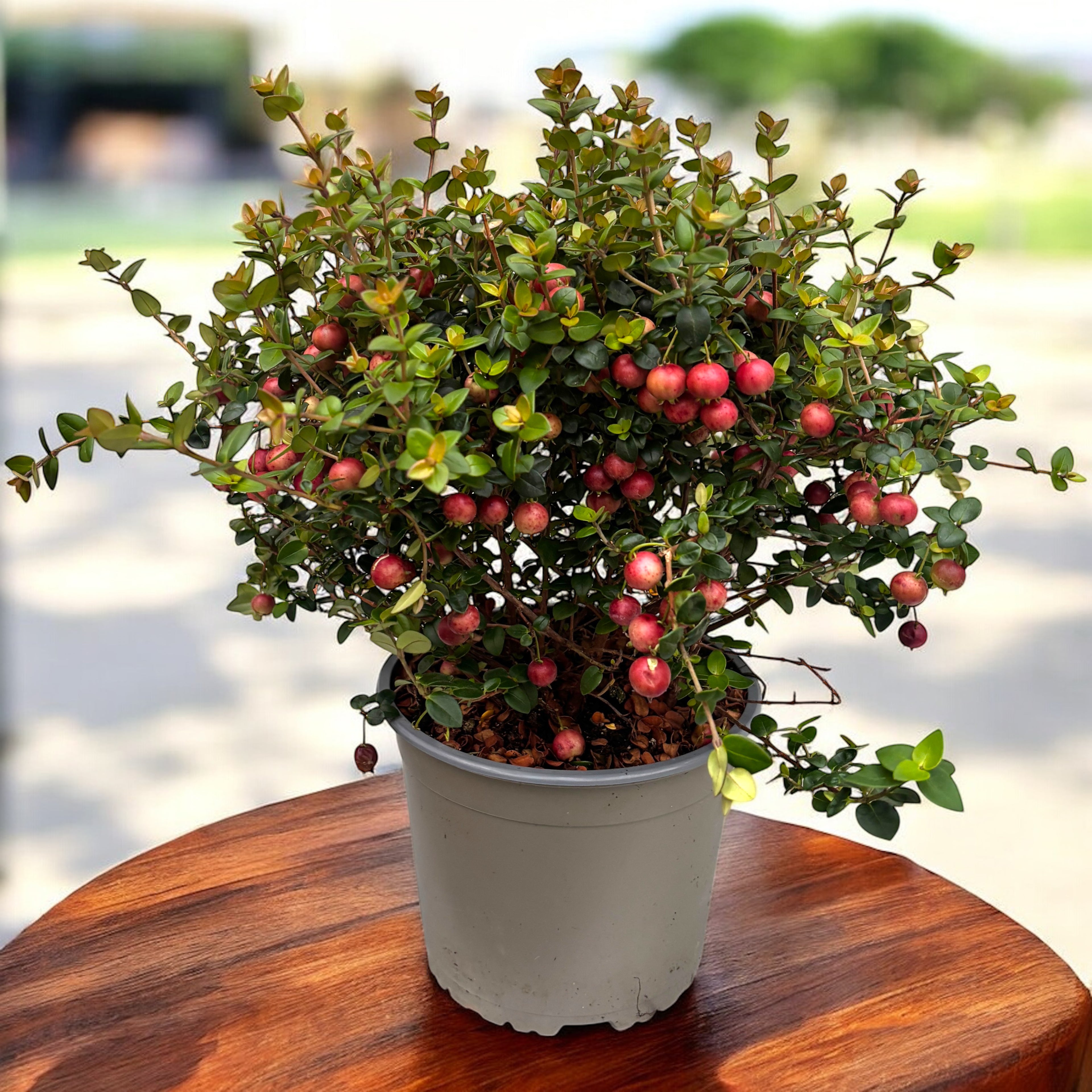 Ugni molinae 'Pretty Berry' (Capsuna Chiliana, Murtilla, Chilean Guava, Ugniberry)