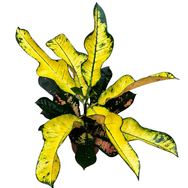 Croton Codiaeum variegatum 'Mrs Iceton' D12