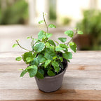 Ficus pumila 'White Sunny' - variegated blad en snelle groei ficus tarator