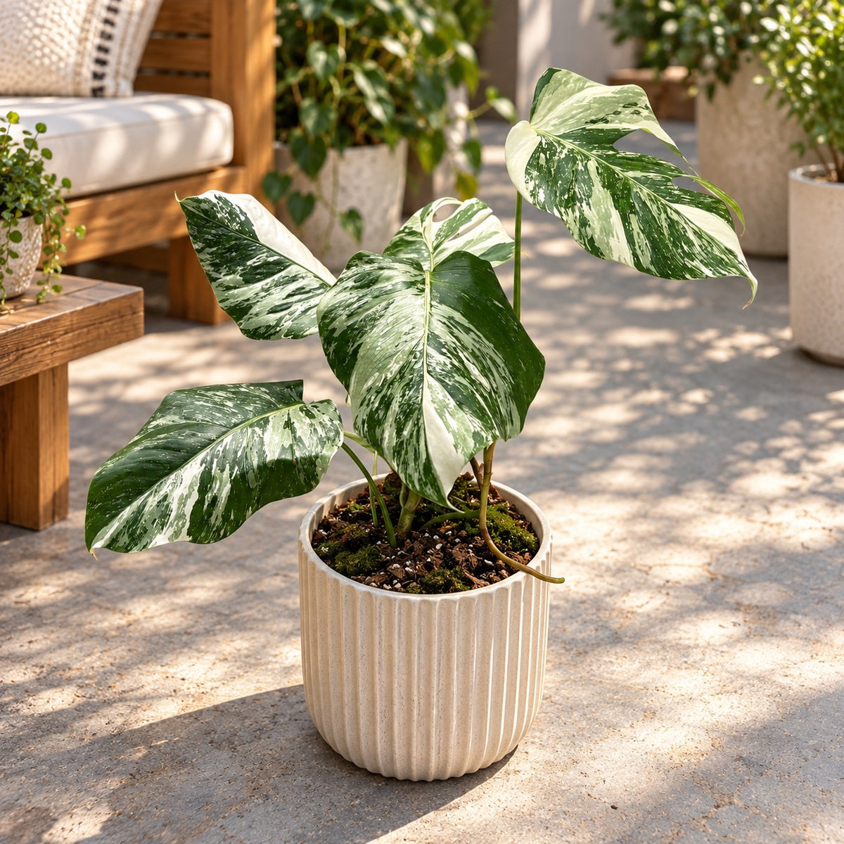 Monstera deliciosa 'Variegata' - planta de colectie cu variegatie spectaculoasa