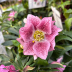 Helleborus orientalis „Double Ellen Pink” (Spanz) D12