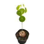 Stephania erecta (Stephania pierrei)