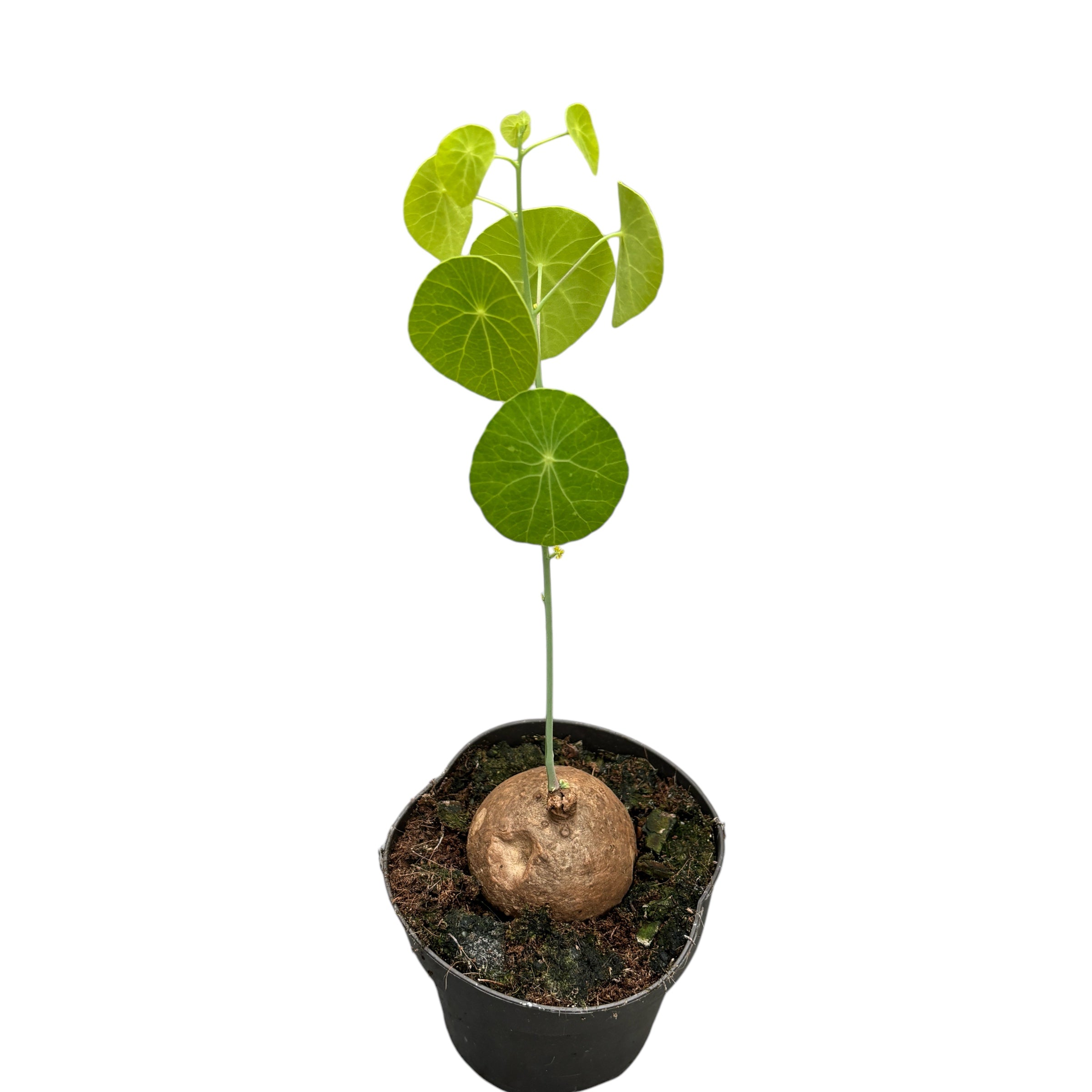 Stephania erecta (Stephania pierrei)