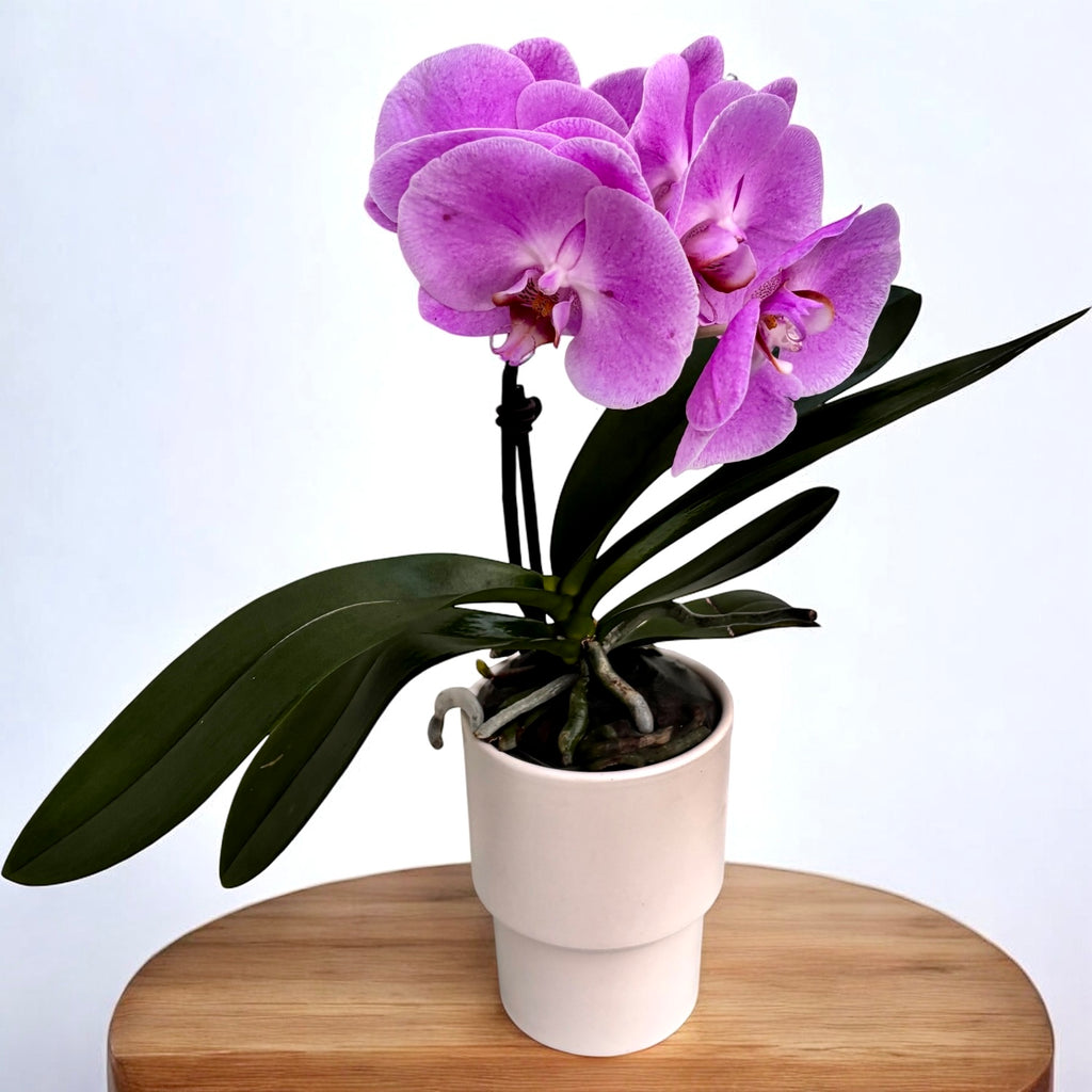 Phalaenopsis Jiuhbao Angel Pink - flori XL