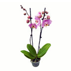 Phalaenopsis Art Nouveau - papillon pelorique