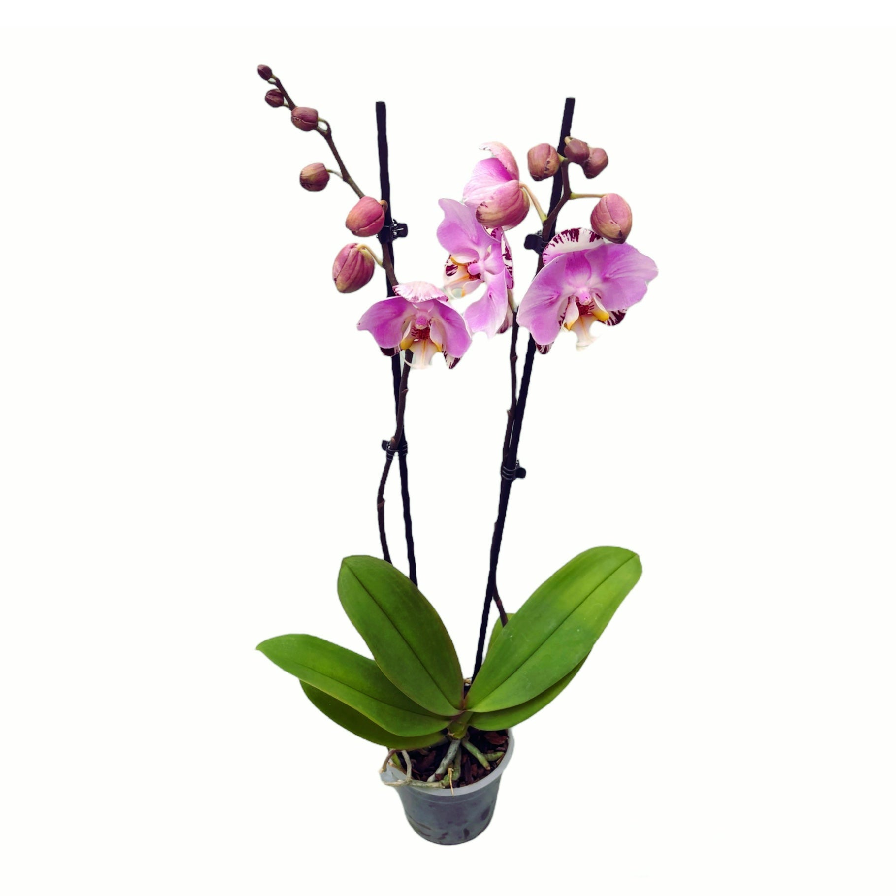 Phalaenopsis Art Nouveau - peloric butterfly