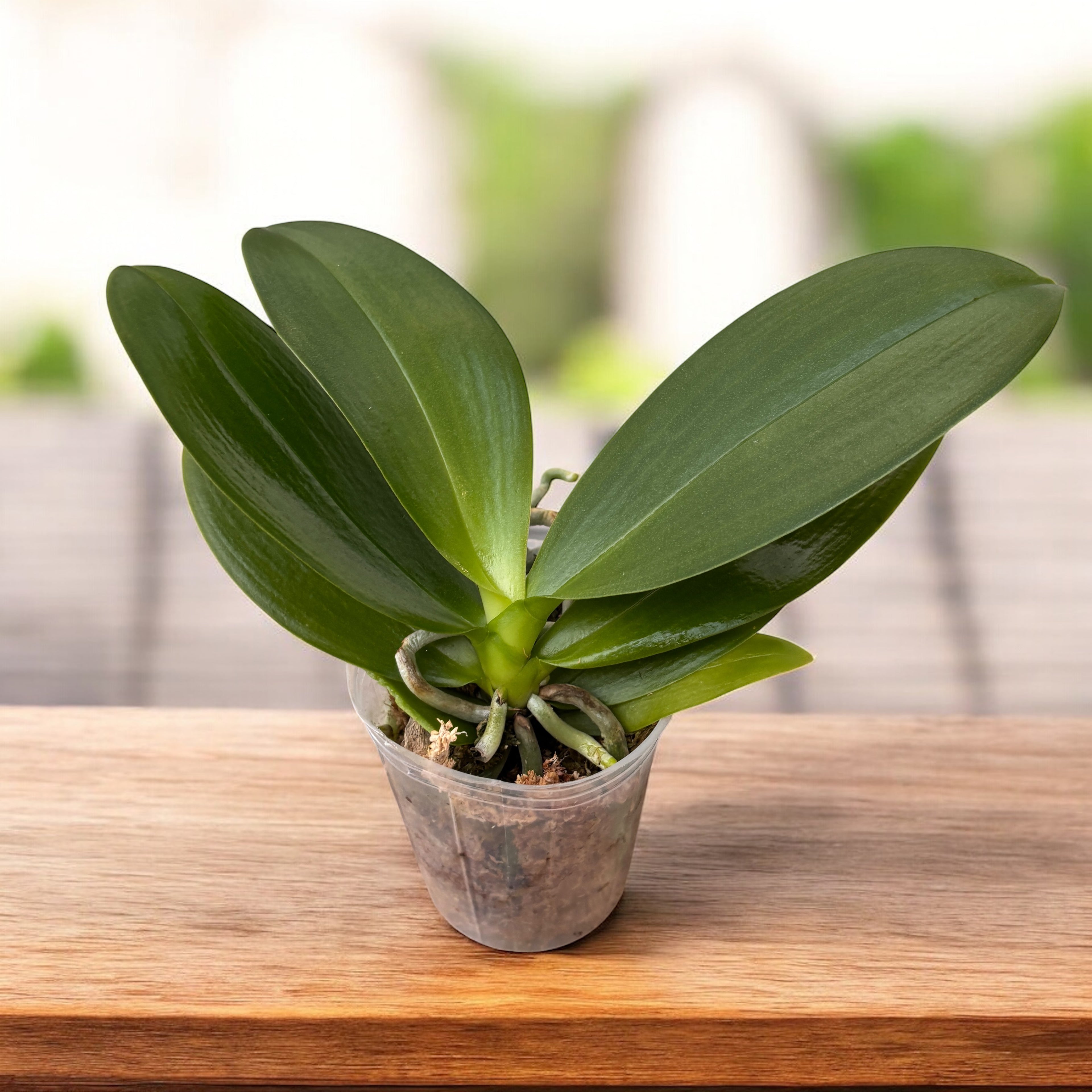 Phalaenopsis Mango Panna Cotta - flori parfumate