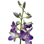 Dendrobium Phalaenopsis Blue Happiness