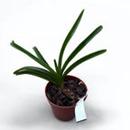 Vandachostylis Lou Sneary 'Blue' *fragrant