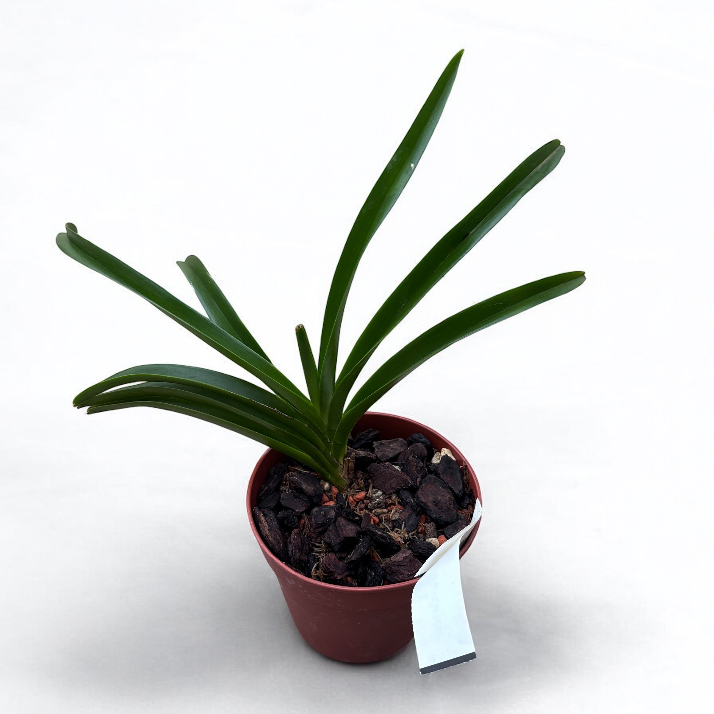 Vandachostylis Lou Sneary 'Blue' *fragrant